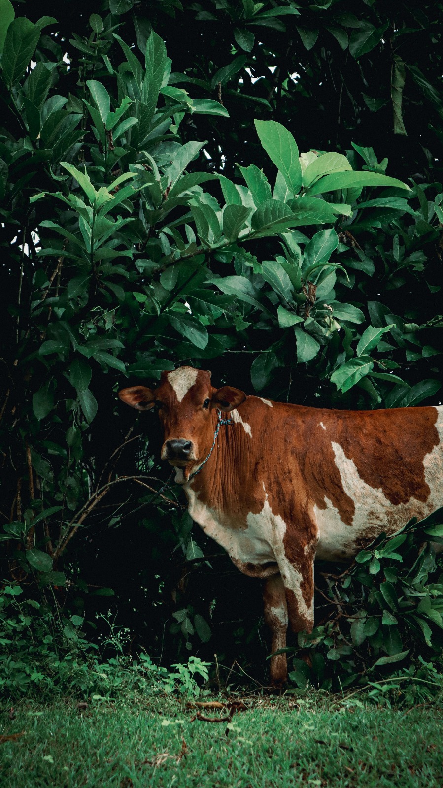 Gau Mata — the heart of Chandrahass's story